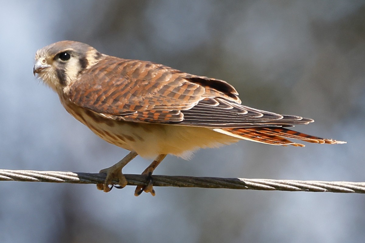 American Kestrel - ML638301052