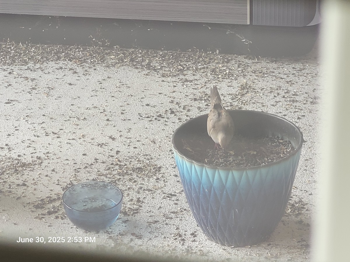 Mourning Dove - ML638301057
