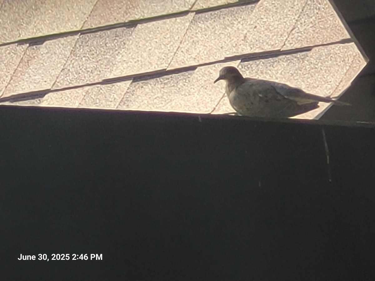 Mourning Dove - ML638301079