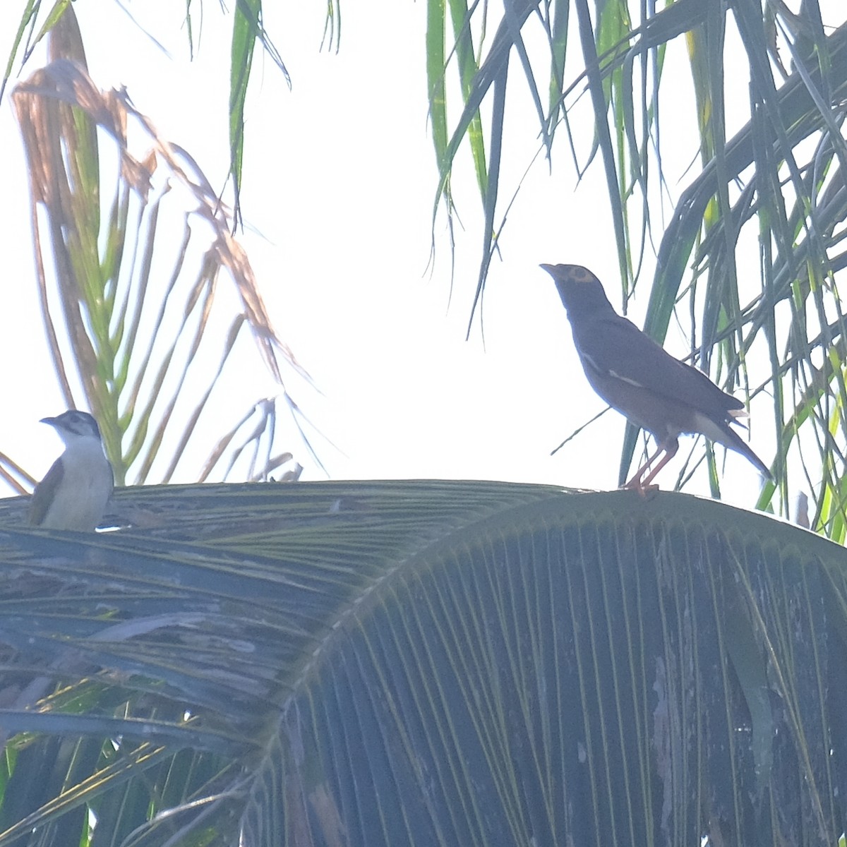 Common Myna - ML638301089