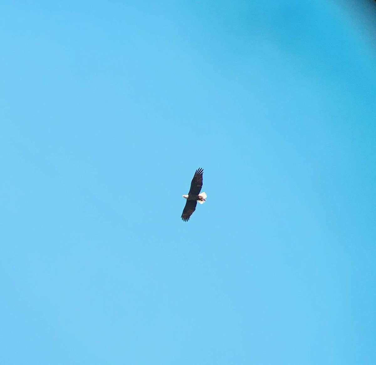 Bald Eagle - ML638301090
