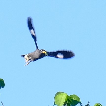 Javan Myna - ML638301092