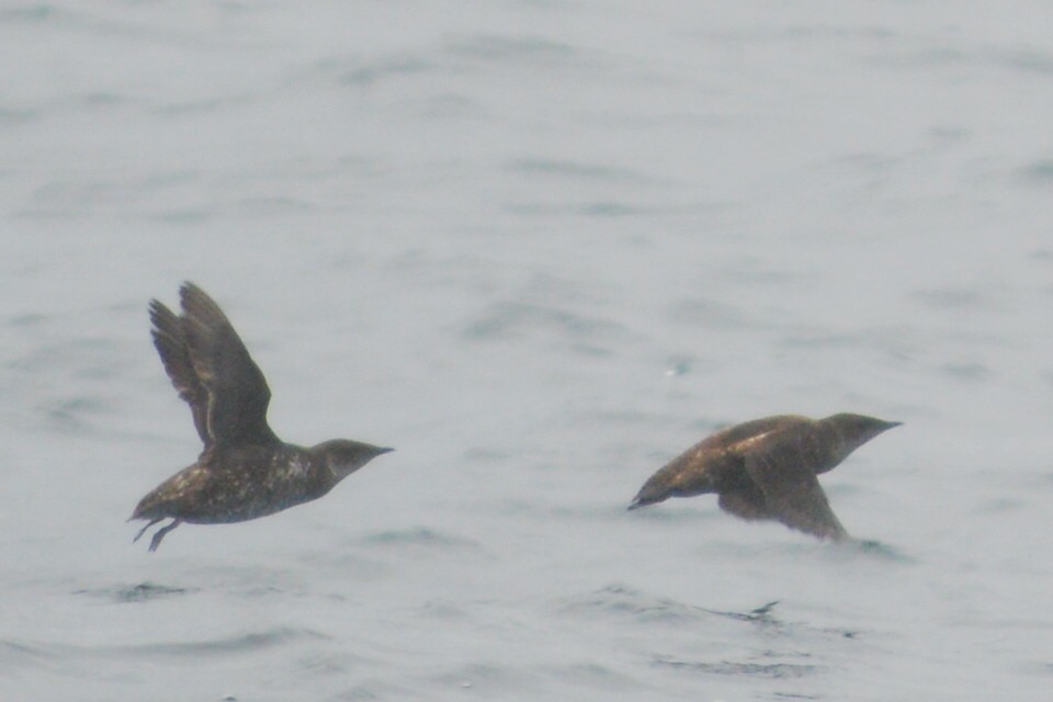 Marbled Murrelet - ML638301094
