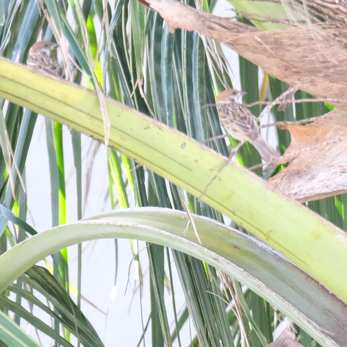 Eurasian Tree Sparrow - ML638301098