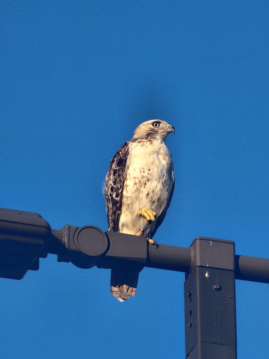 Red-tailed Hawk - ML638301100