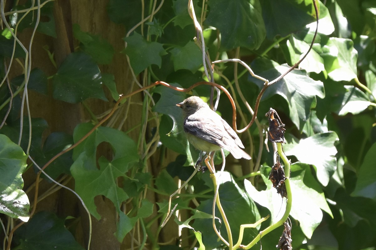 Lesser Goldfinch - ML638301101