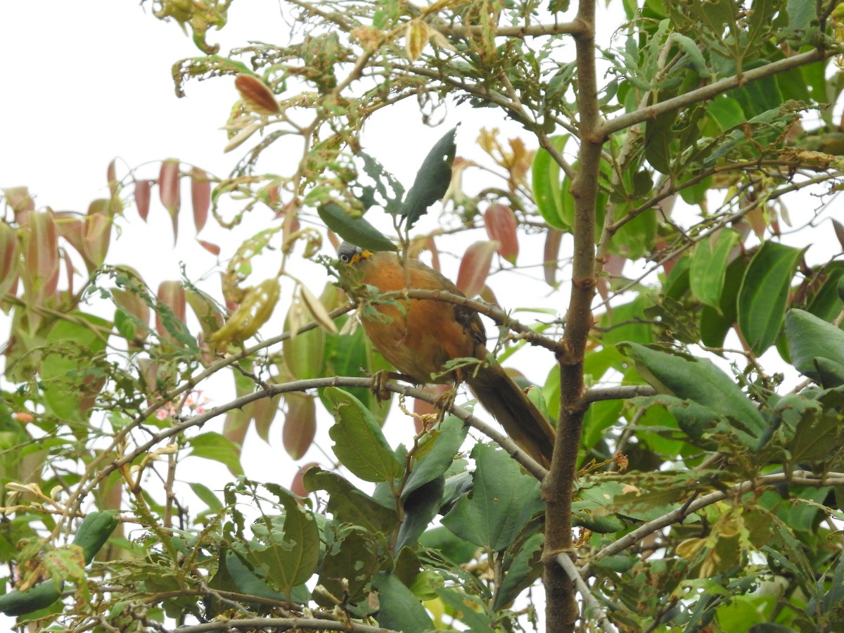 Rufous Babbler - ML638301104