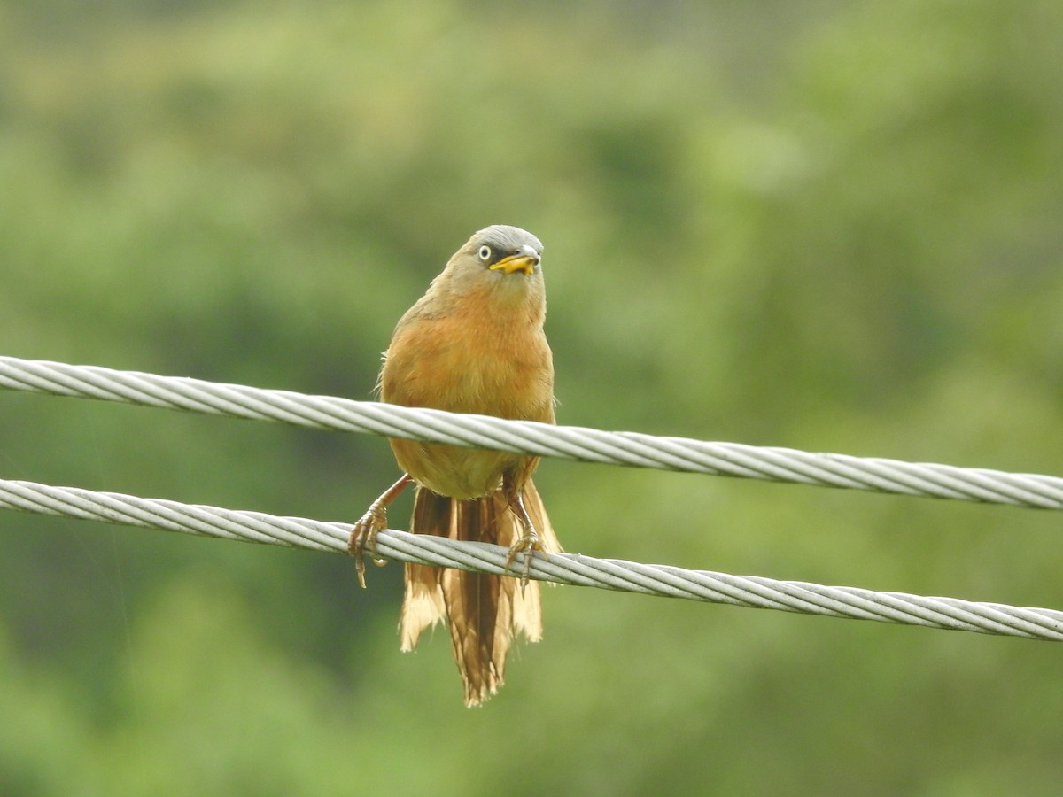 Rufous Babbler - ML638301105