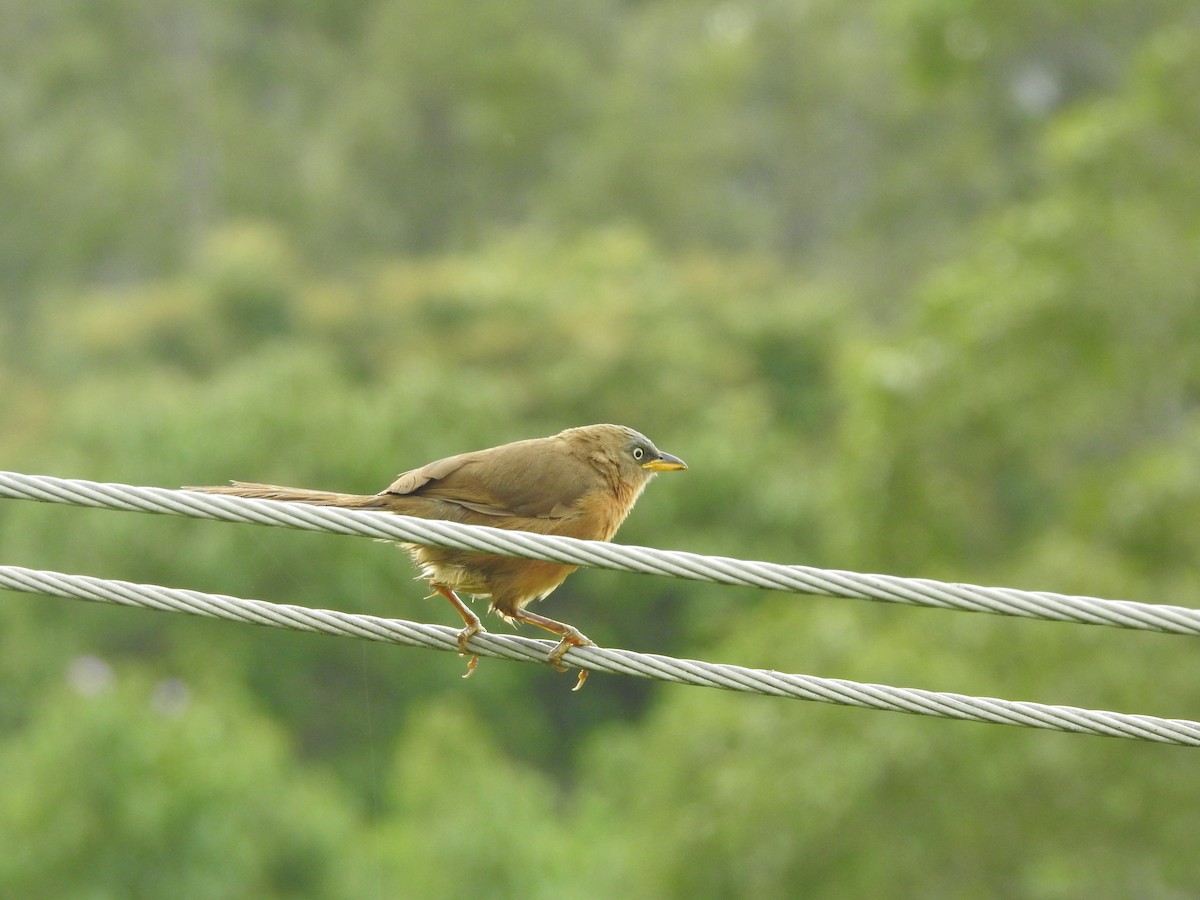 Rufous Babbler - ML638301107