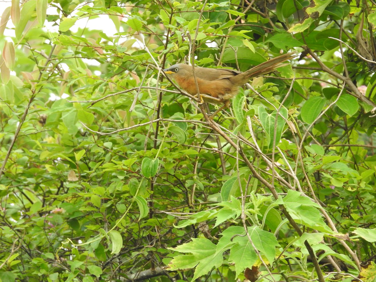 Rufous Babbler - ML638301108