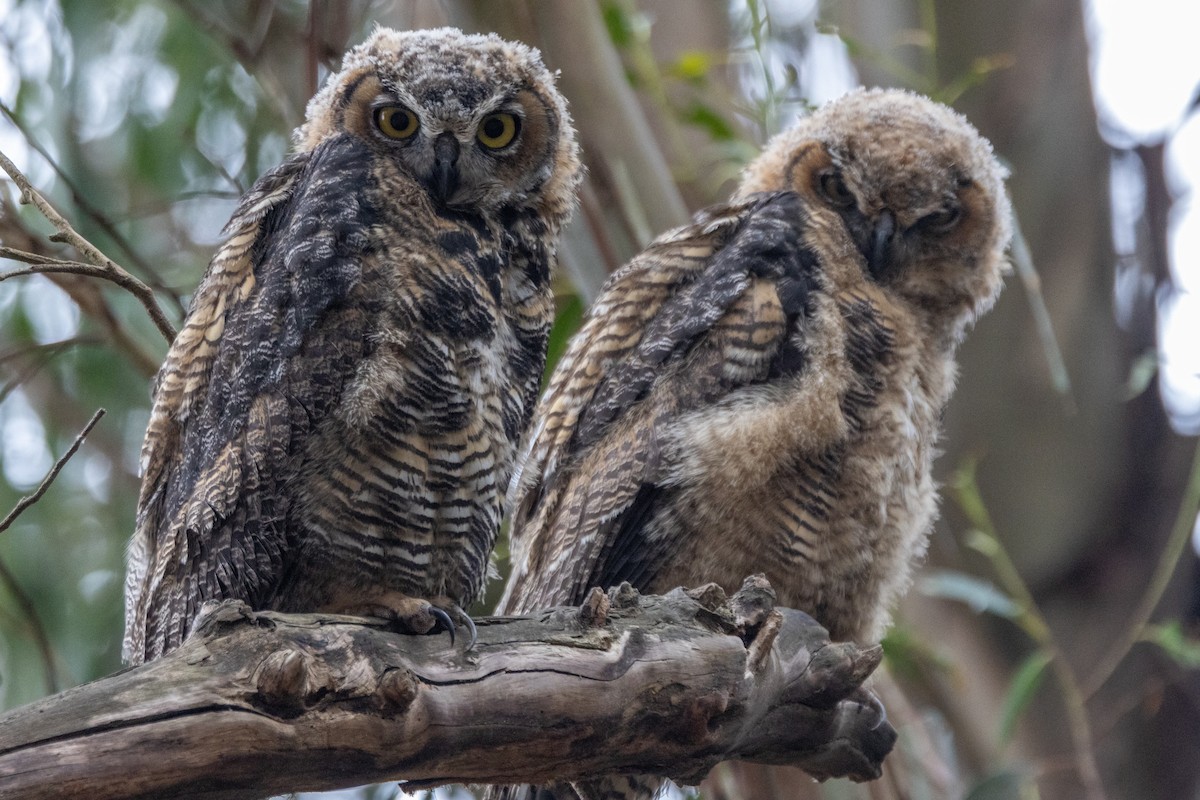 Great Horned Owl - ML638301111