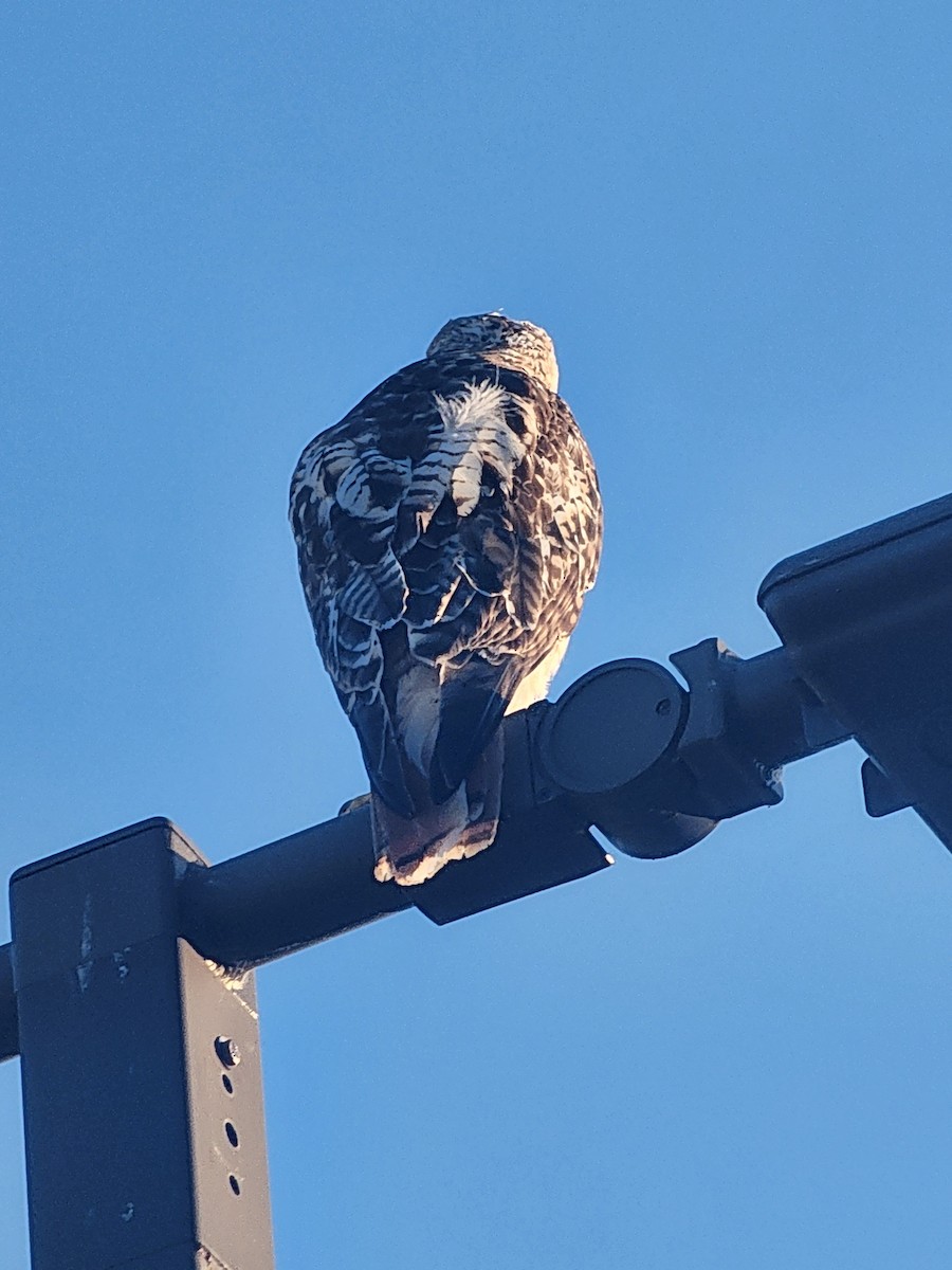 Red-tailed Hawk - ML638301114