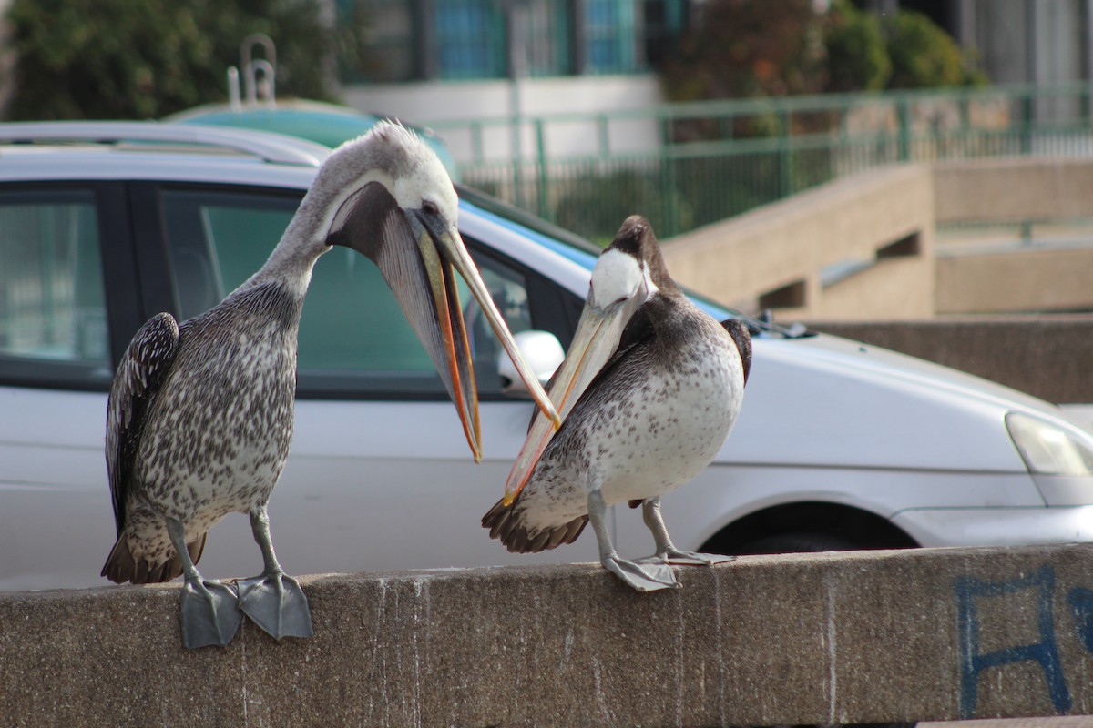 Peruvian Pelican - ML638301129