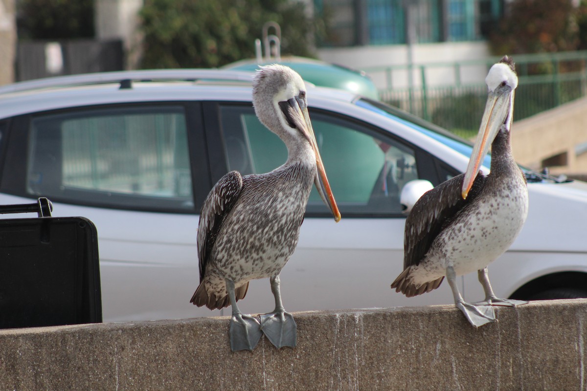 Peruvian Pelican - ML638301130