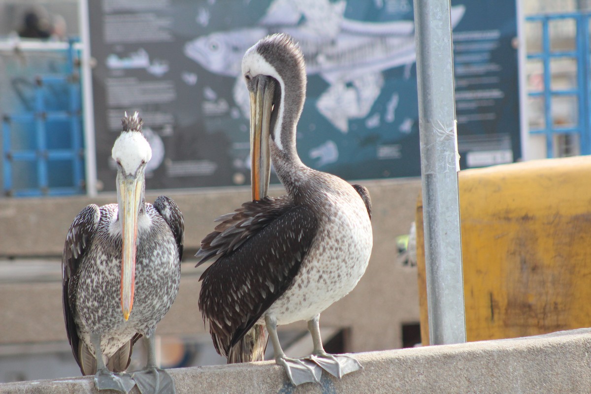 Peruvian Pelican - ML638301131