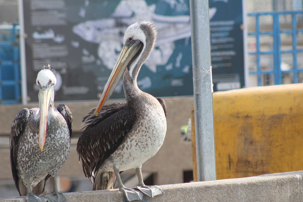 Peruvian Pelican - ML638301132