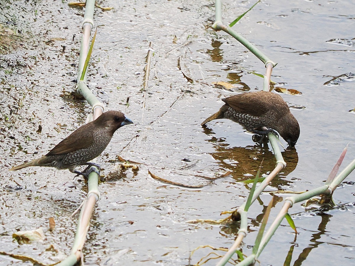 Scaly-breasted Munia - ML638301133
