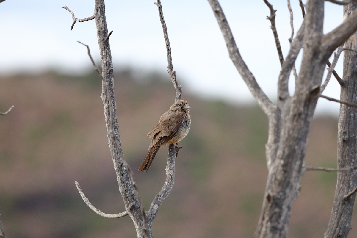 Canyon Towhee - ML638301134