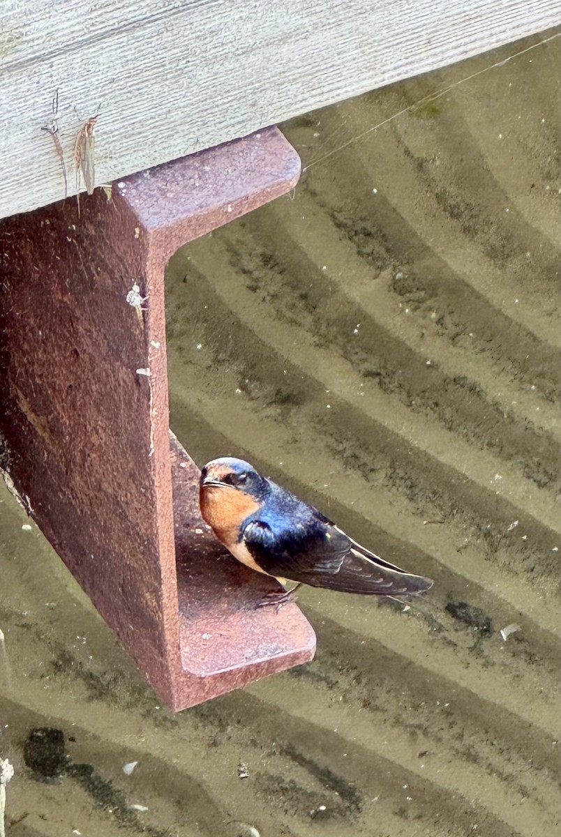 Barn Swallow - ML638301140