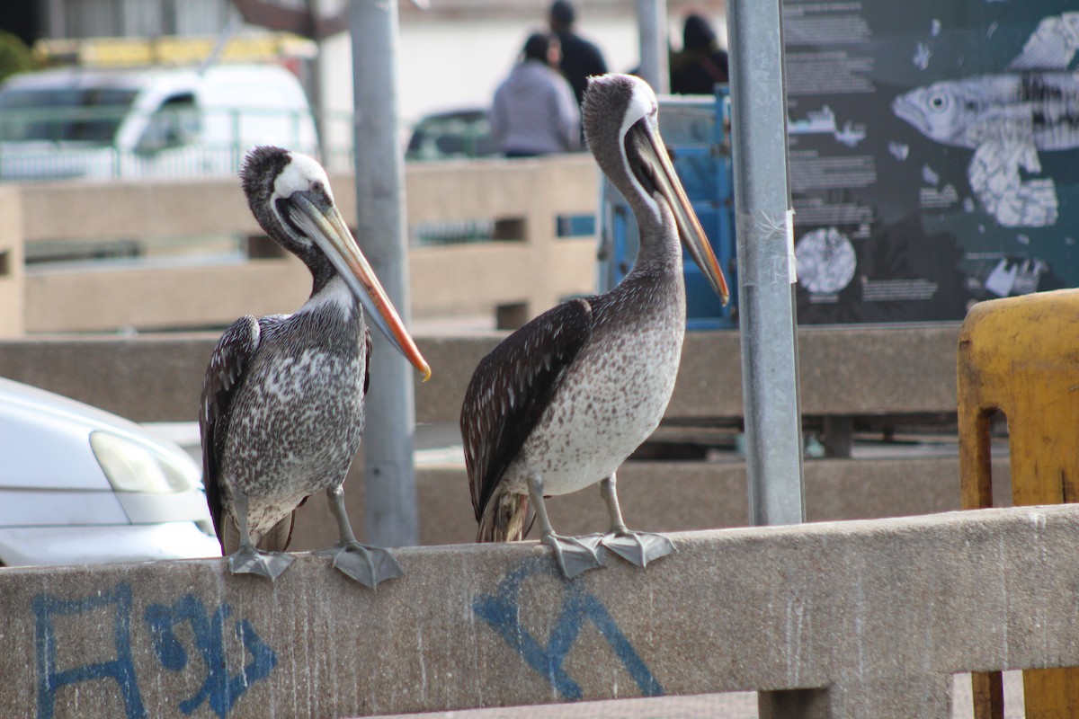 Peruvian Pelican - ML638301142