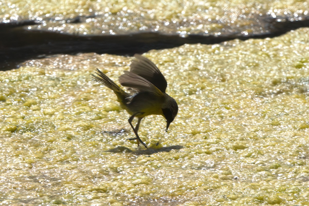 Common Yellowthroat - ML638301149