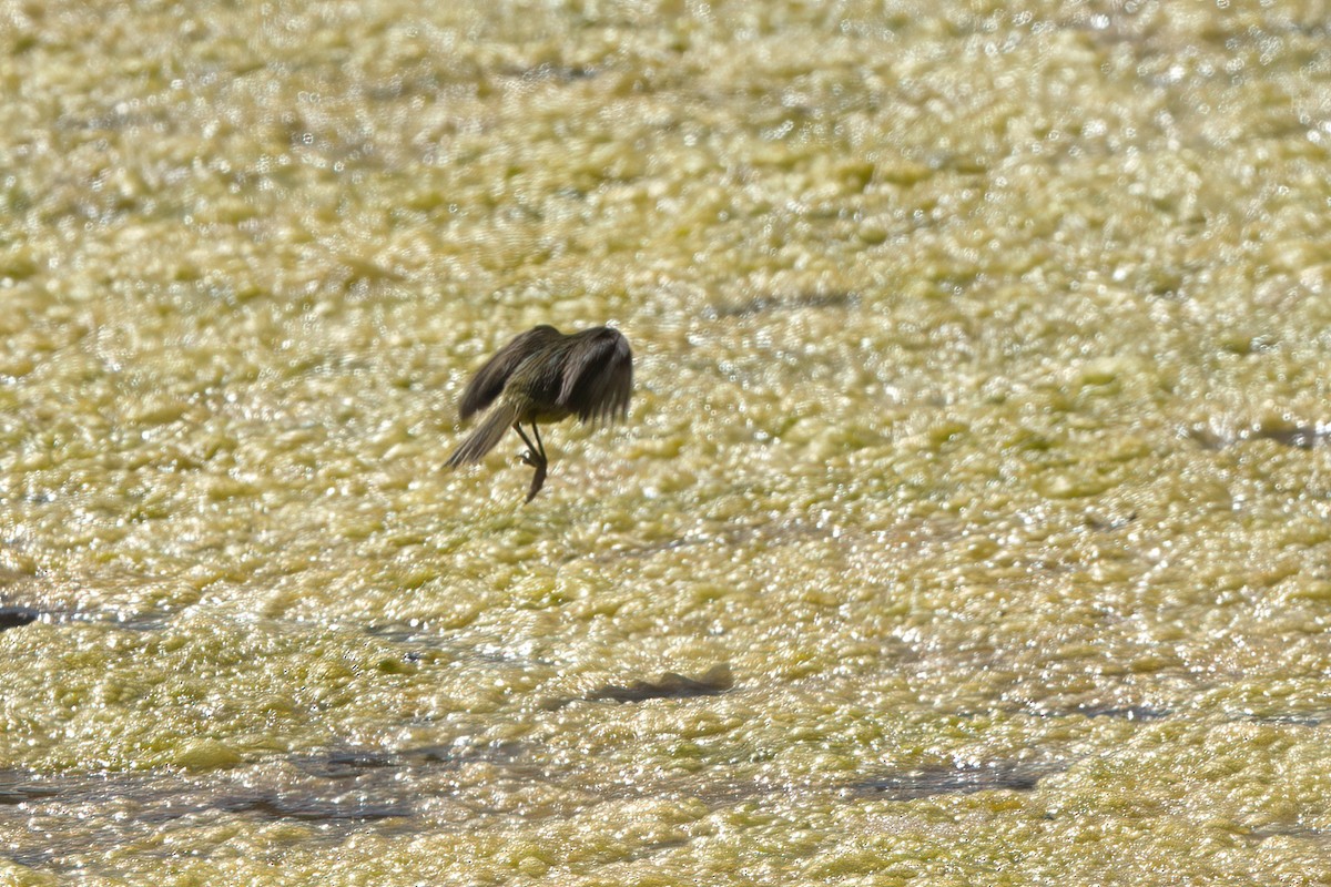 Common Yellowthroat - ML638301150