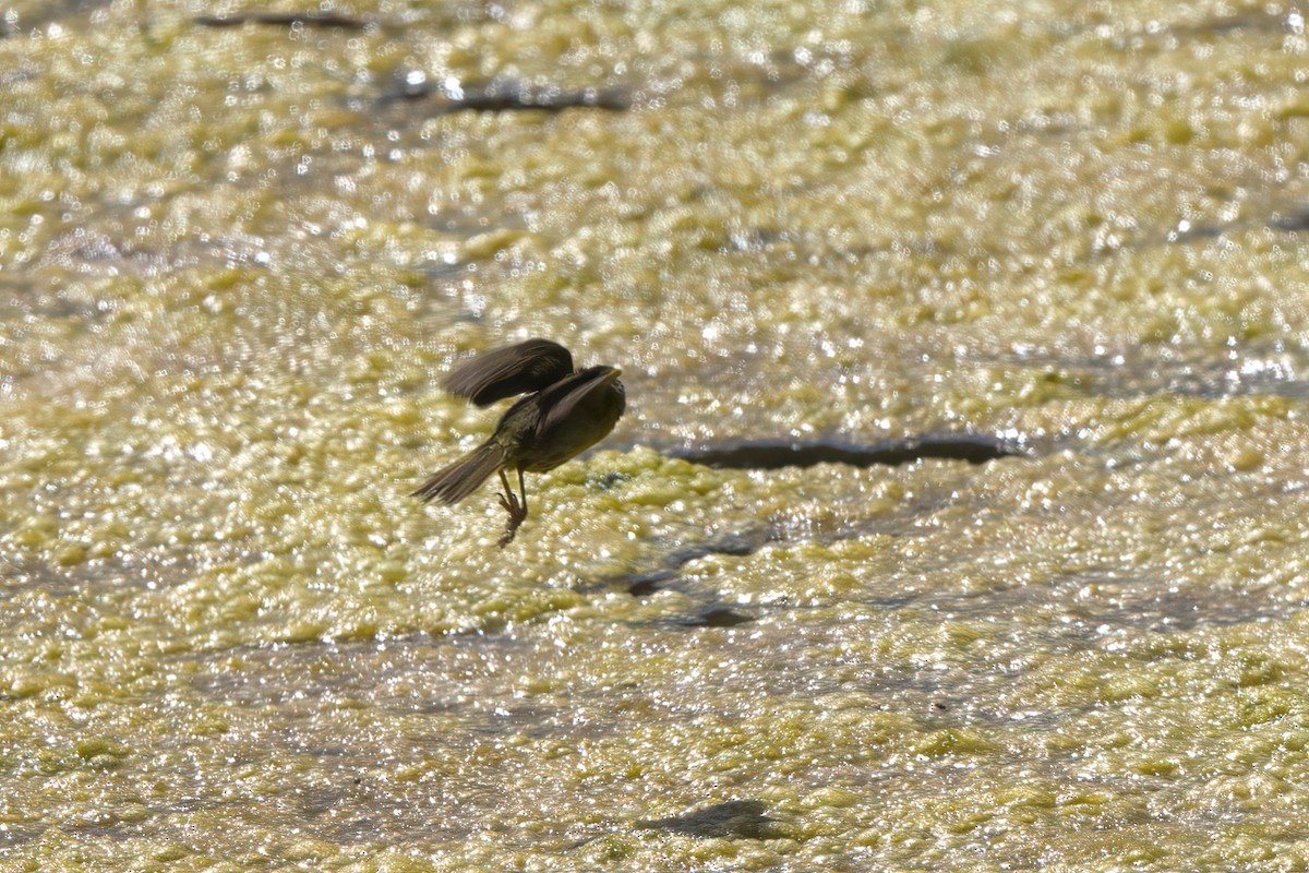 Common Yellowthroat - ML638301151