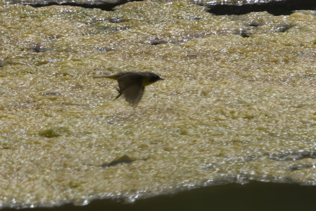 Common Yellowthroat - ML638301152