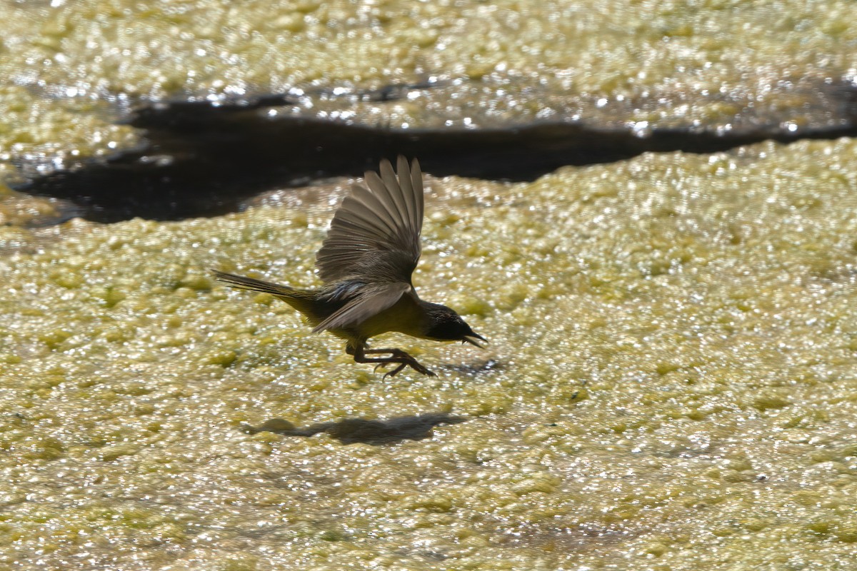 Common Yellowthroat - ML638301153