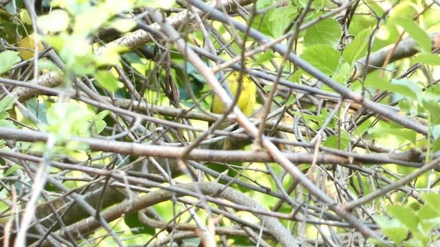 Canada Warbler - ML638301155