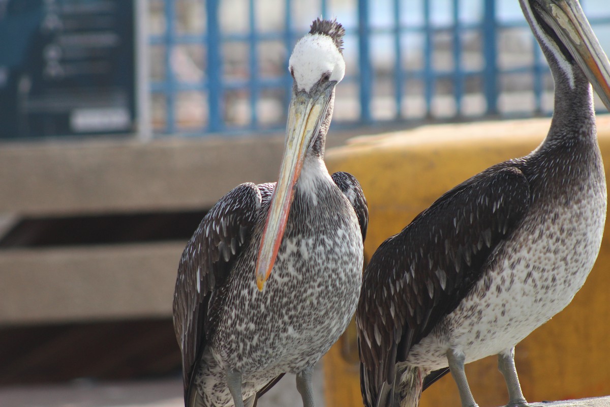 Peruvian Pelican - ML638301158