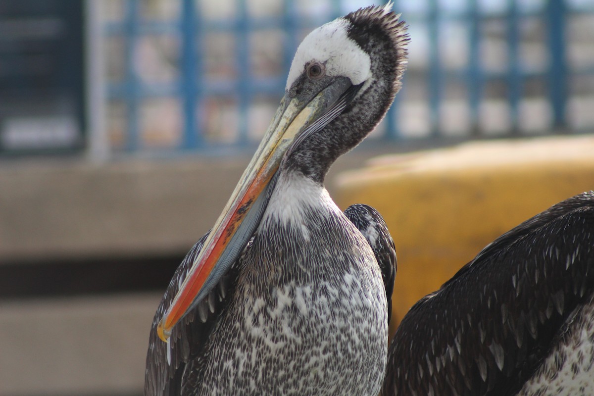 Peruvian Pelican - ML638301159