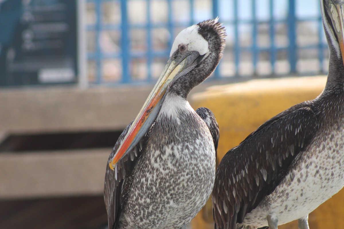 Peruvian Pelican - ML638301160