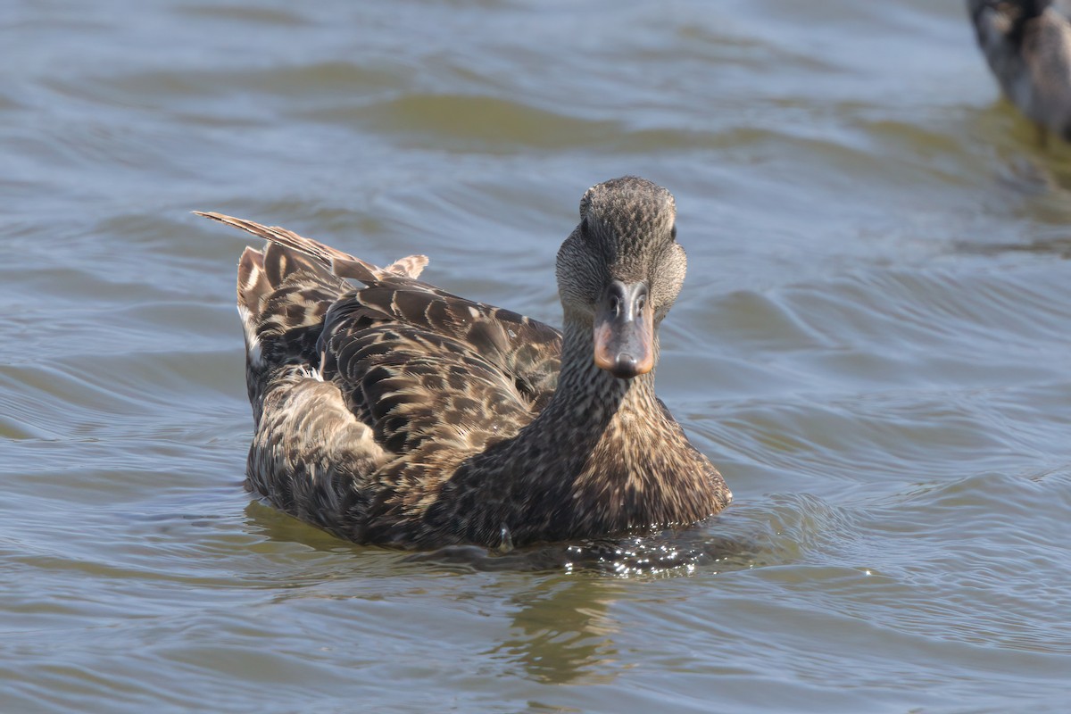 Gadwall - ML638301163