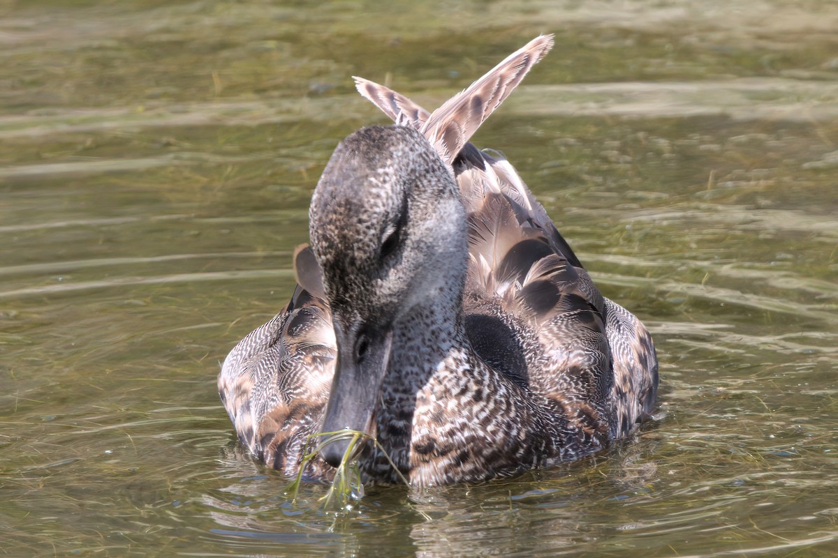 Gadwall - ML638301164