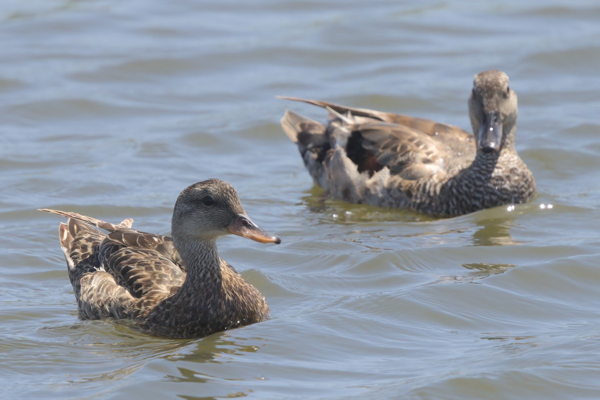 Gadwall - ML638301165