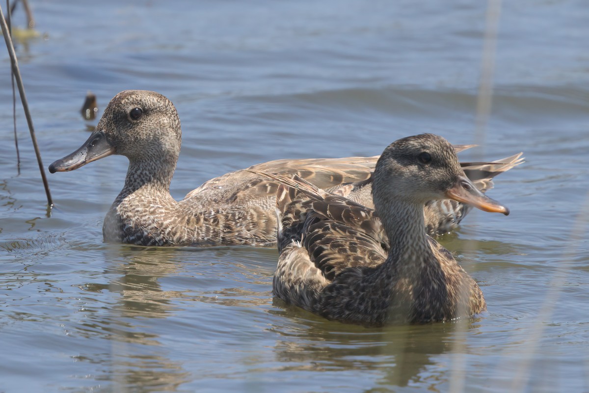 Gadwall - ML638301166