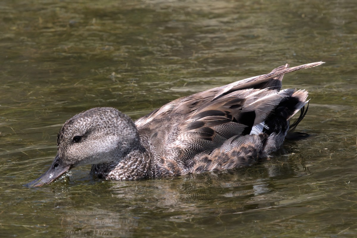 Gadwall - ML638301167