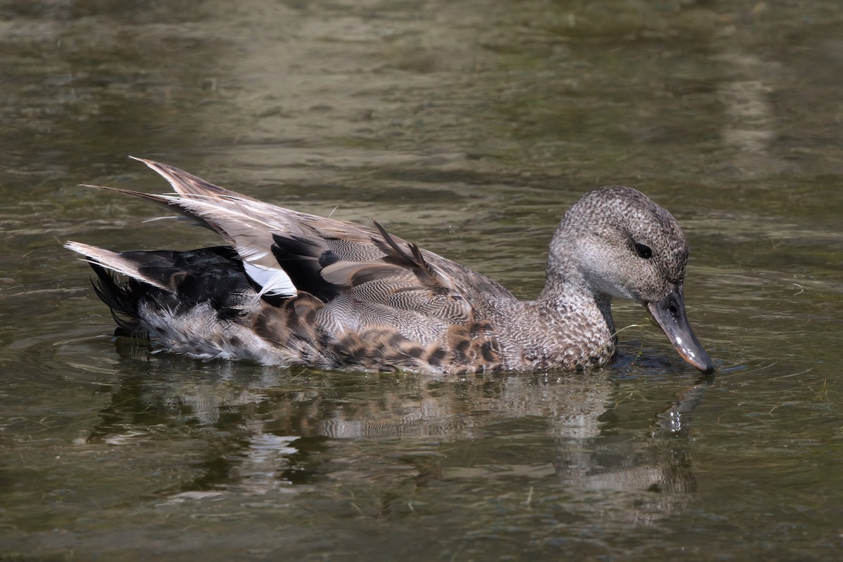 Gadwall - ML638301168