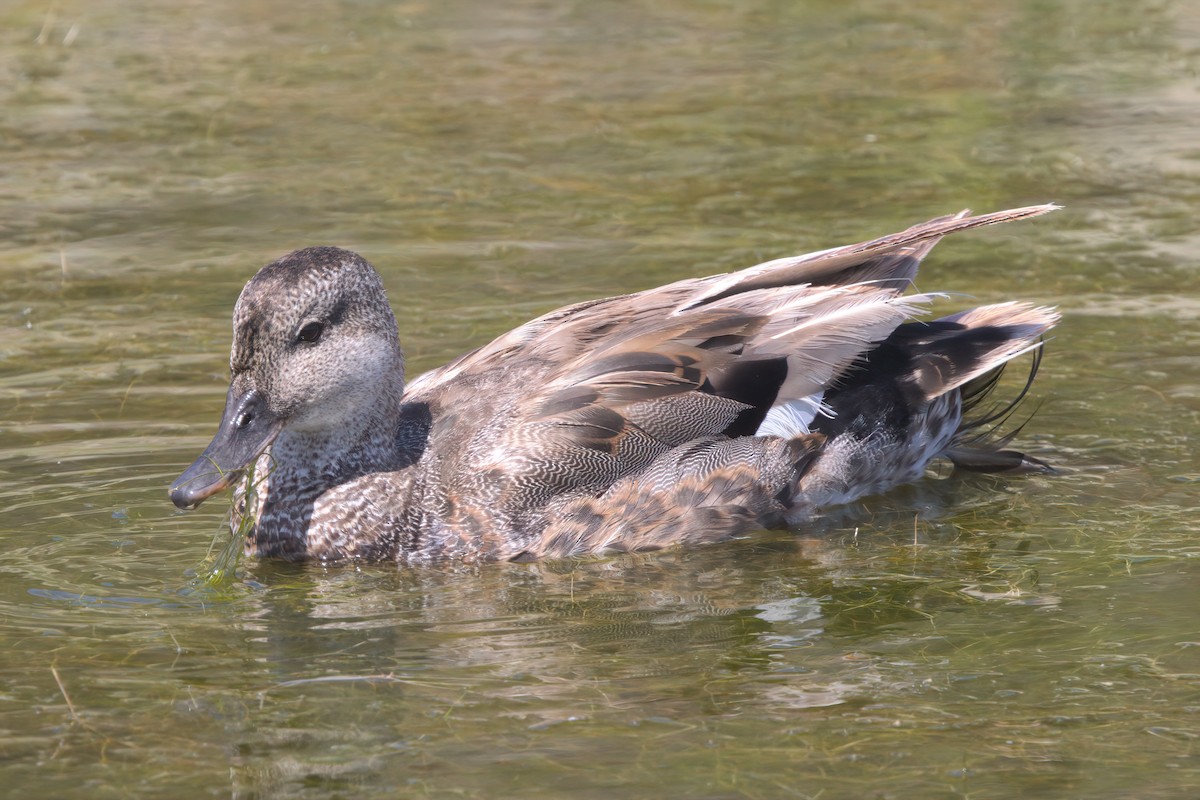 Gadwall - ML638301169