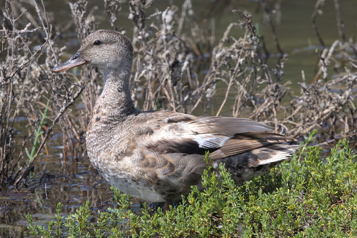 Gadwall - ML638301171