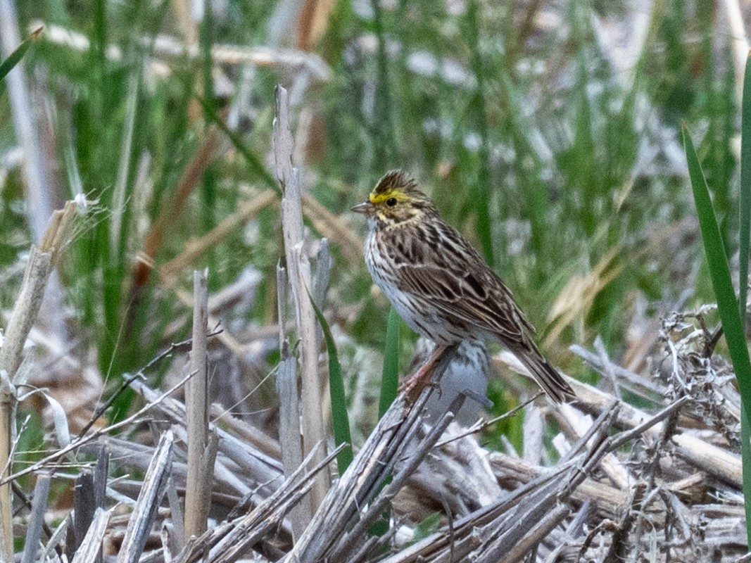 Savannah Sparrow - ML638301173