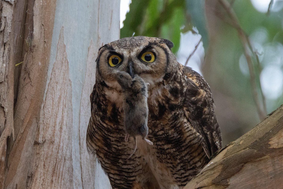 Great Horned Owl - ML638301175