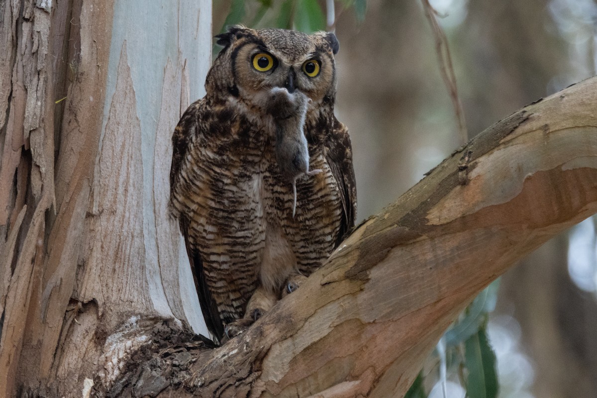 Great Horned Owl - ML638301180