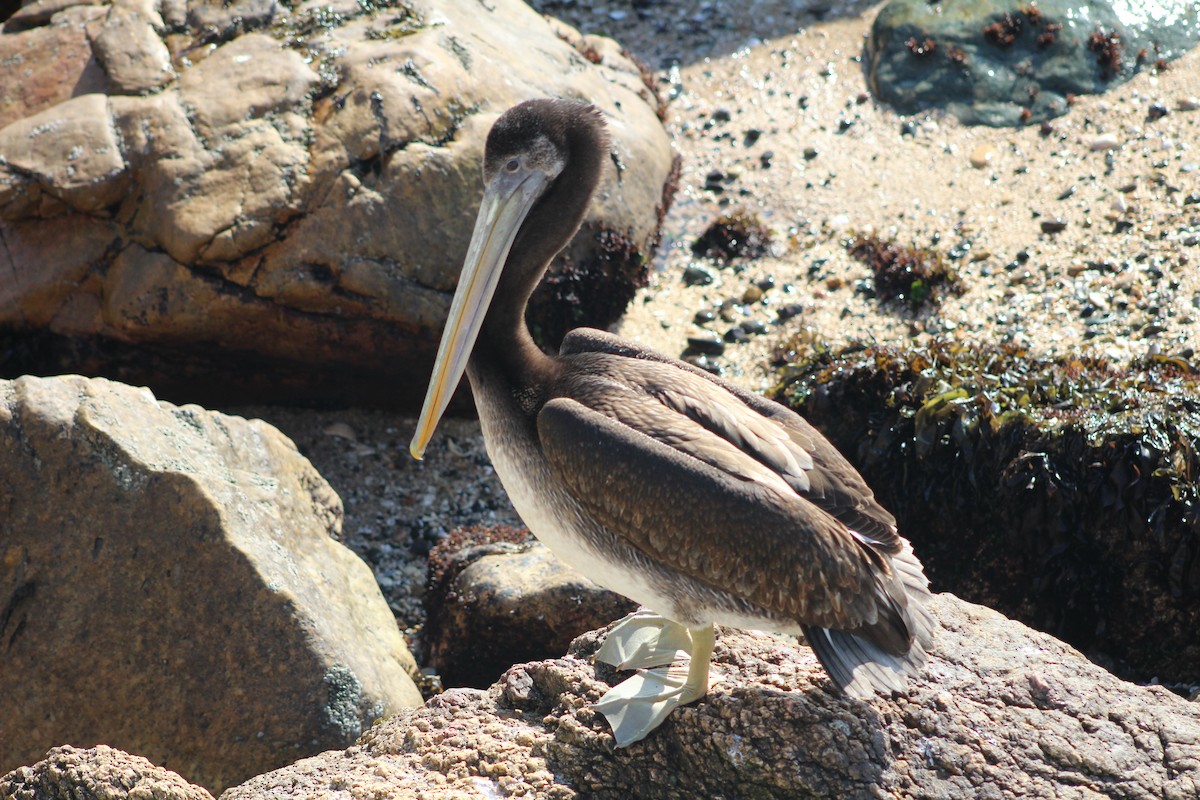Peruvian Pelican - ML638301183