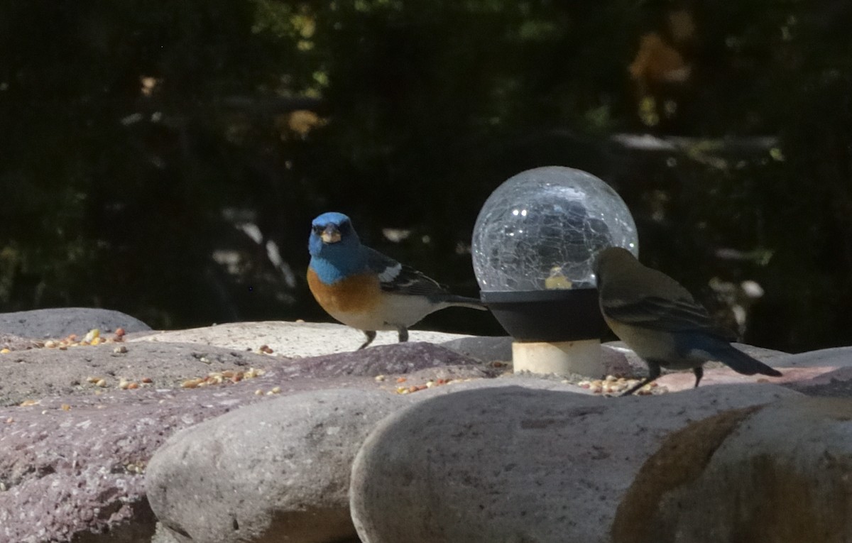 Lazuli Bunting - ML638301184