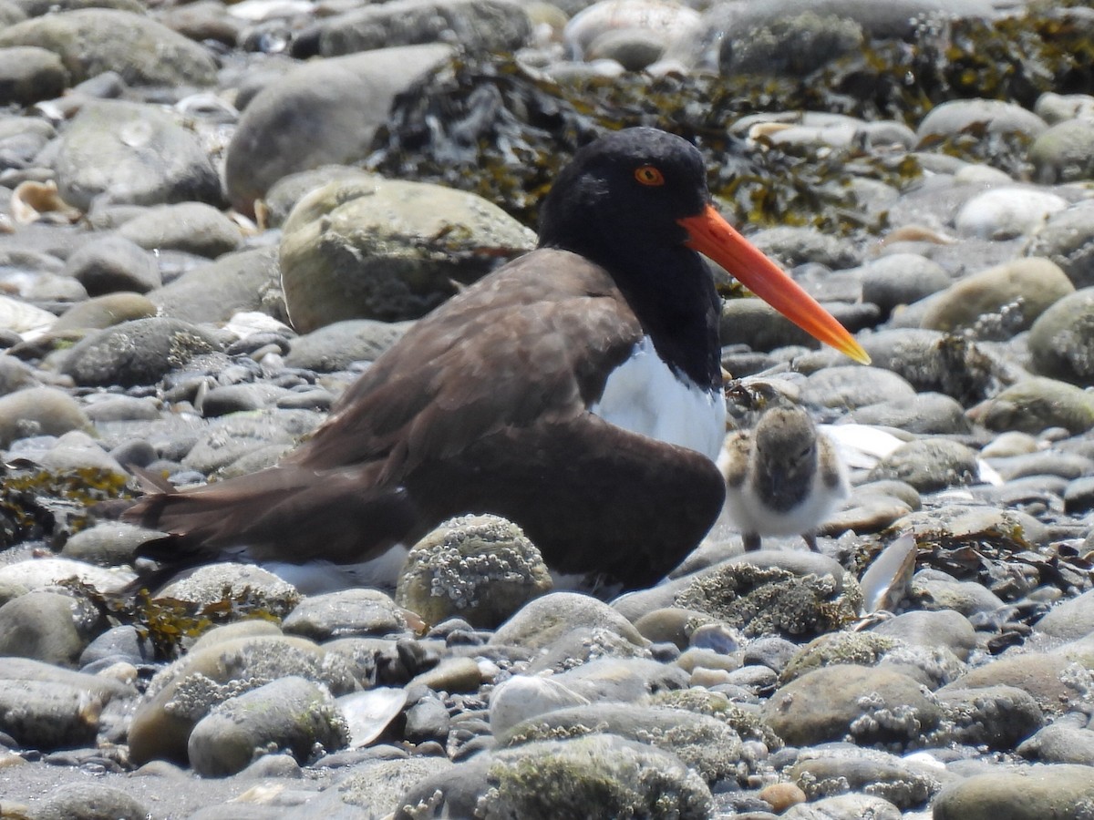American Oystercatcher - ML638301229