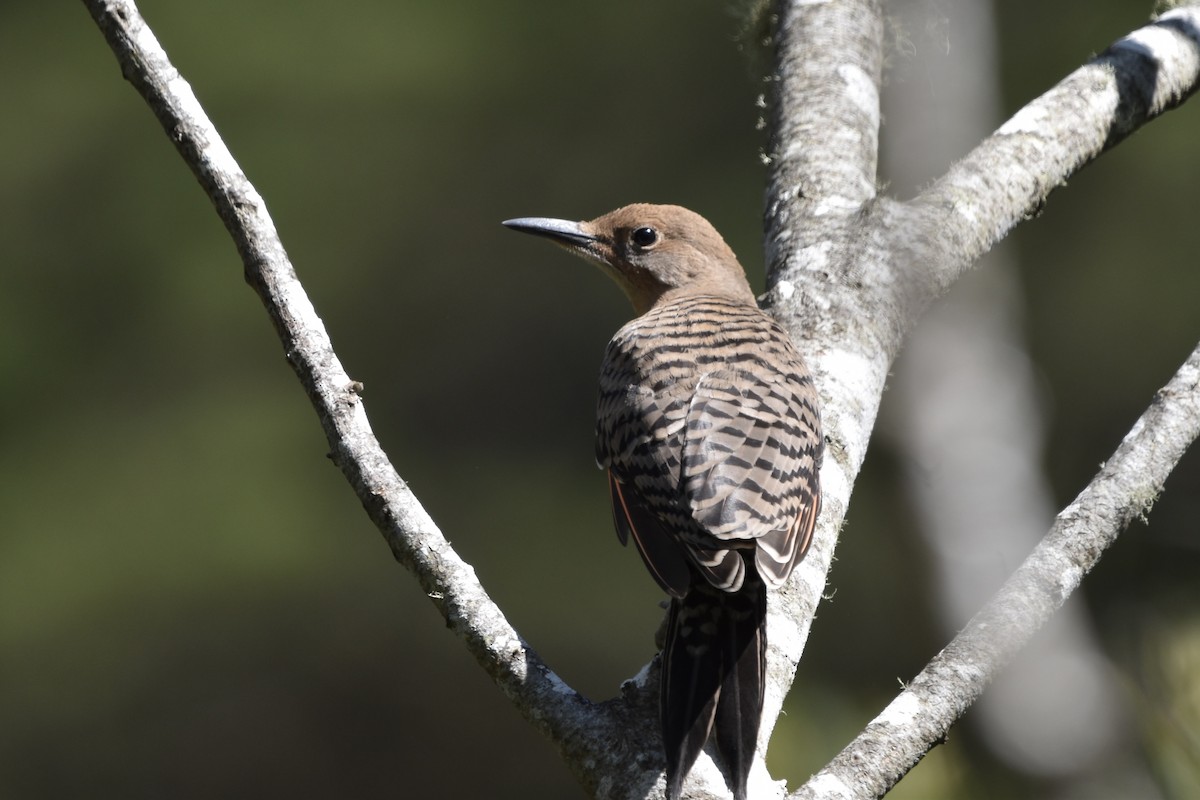 Northern Flicker (Red-shafted) - ML638301253