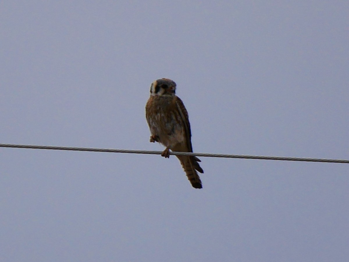 Buntfalke - ML638301254
