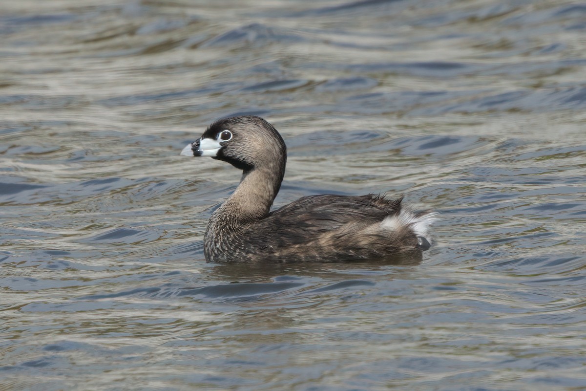 Pied-billed Grebe - ML638301255